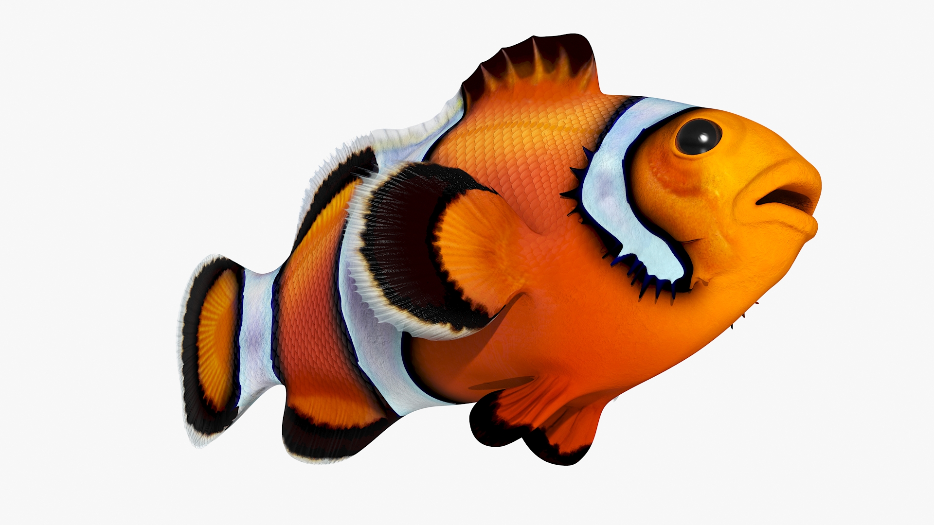 3D model Realistic Clownfish Rigged for Maya