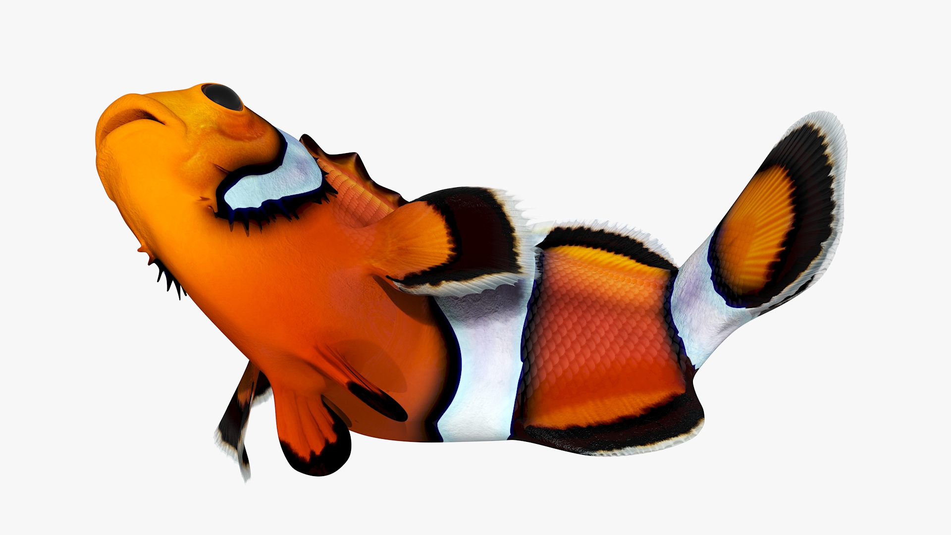3D model Realistic Clownfish Rigged for Maya