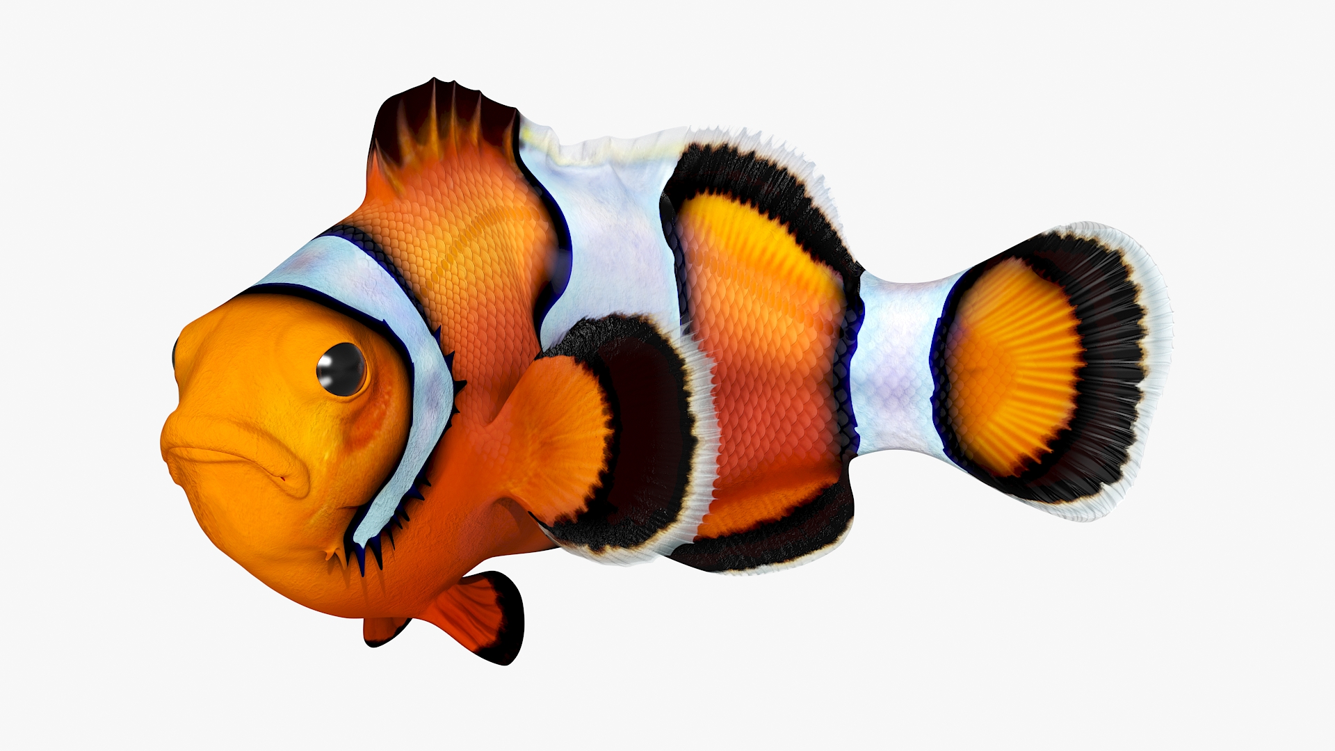 3D model Realistic Clownfish Rigged for Maya