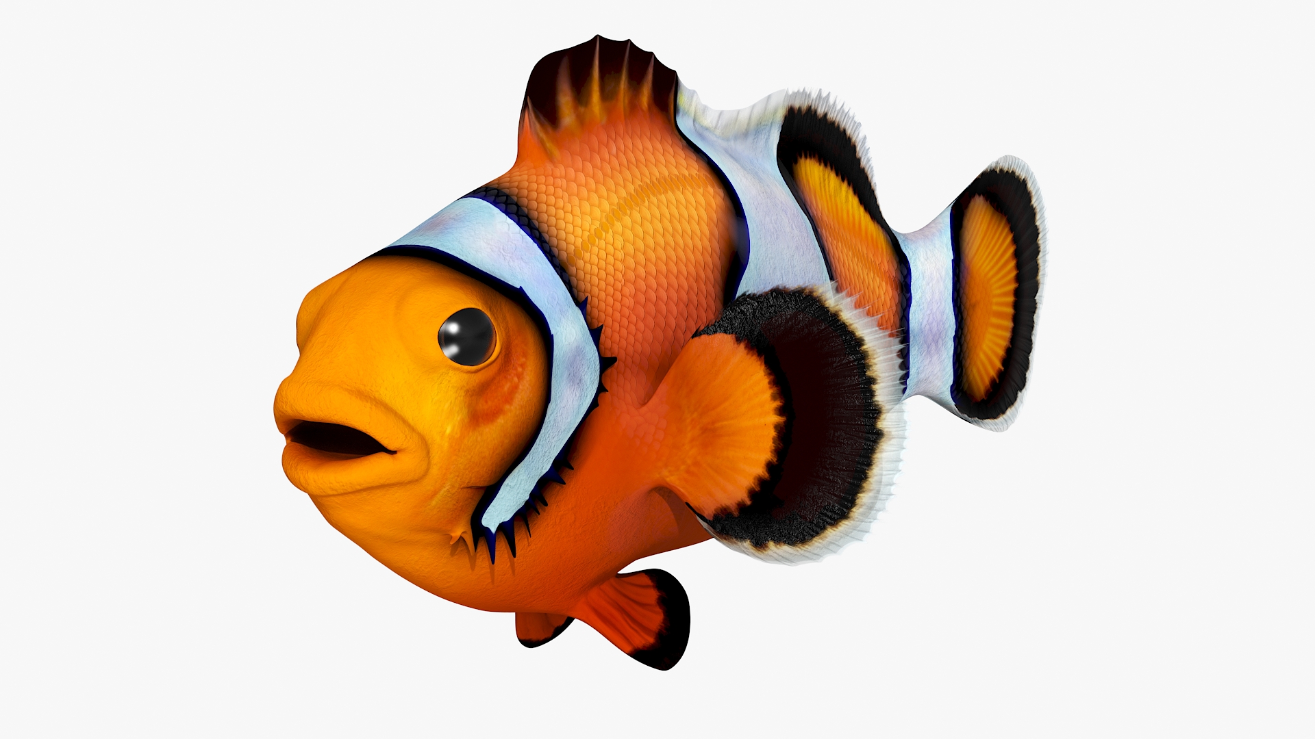 3D model Realistic Clownfish Rigged for Maya