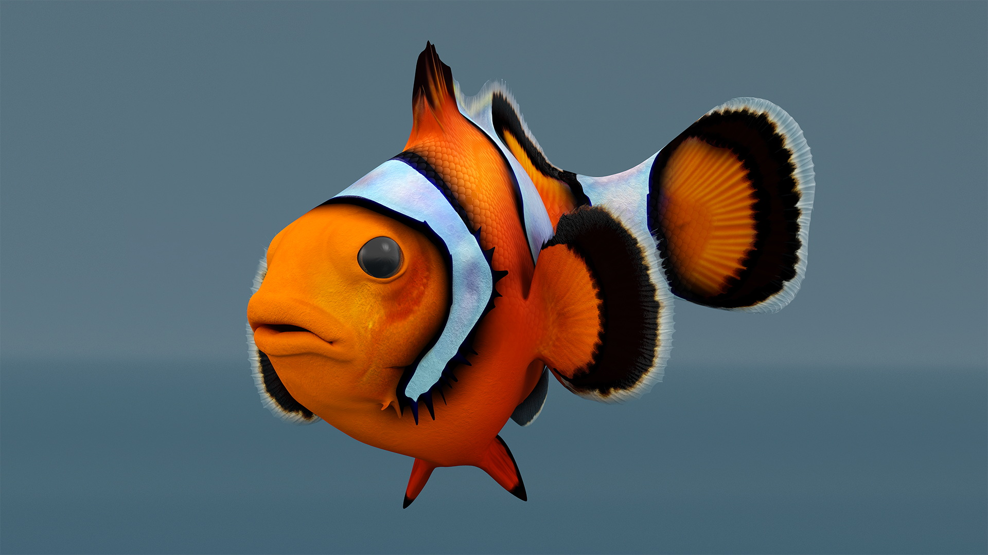 3D model Realistic Clownfish Rigged for Maya