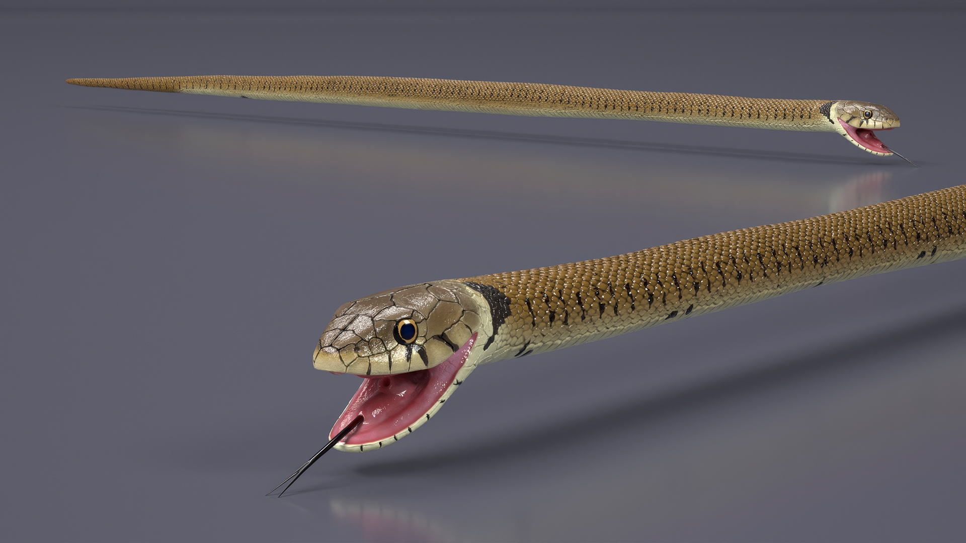 3D European Grass Snake Brown