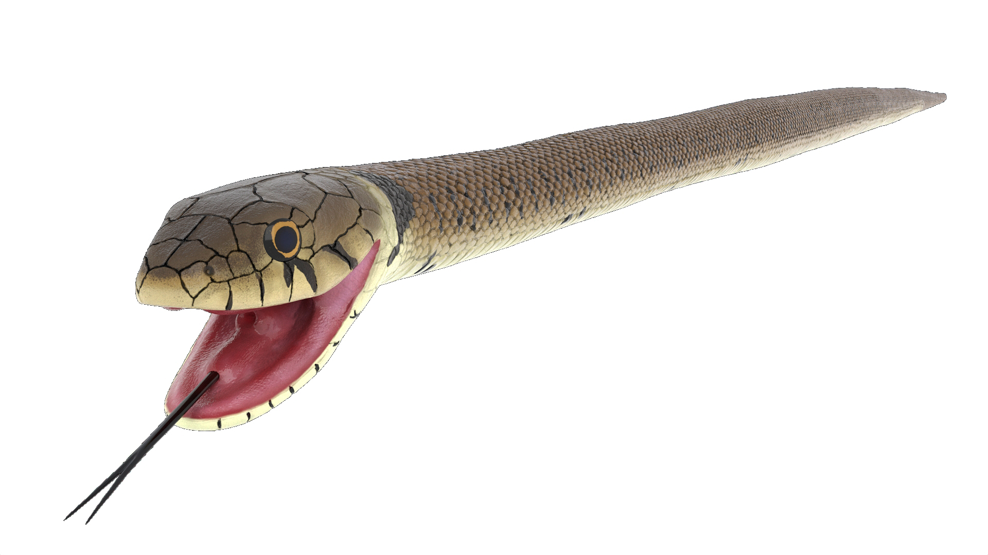 3D European Grass Snake Brown