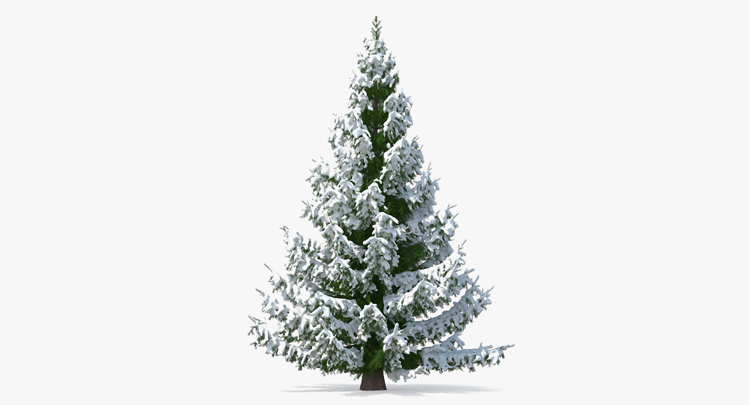 Norway Spruce in Heavy Snow 3D