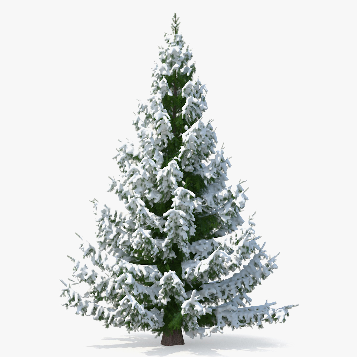 Norway Spruce in Heavy Snow