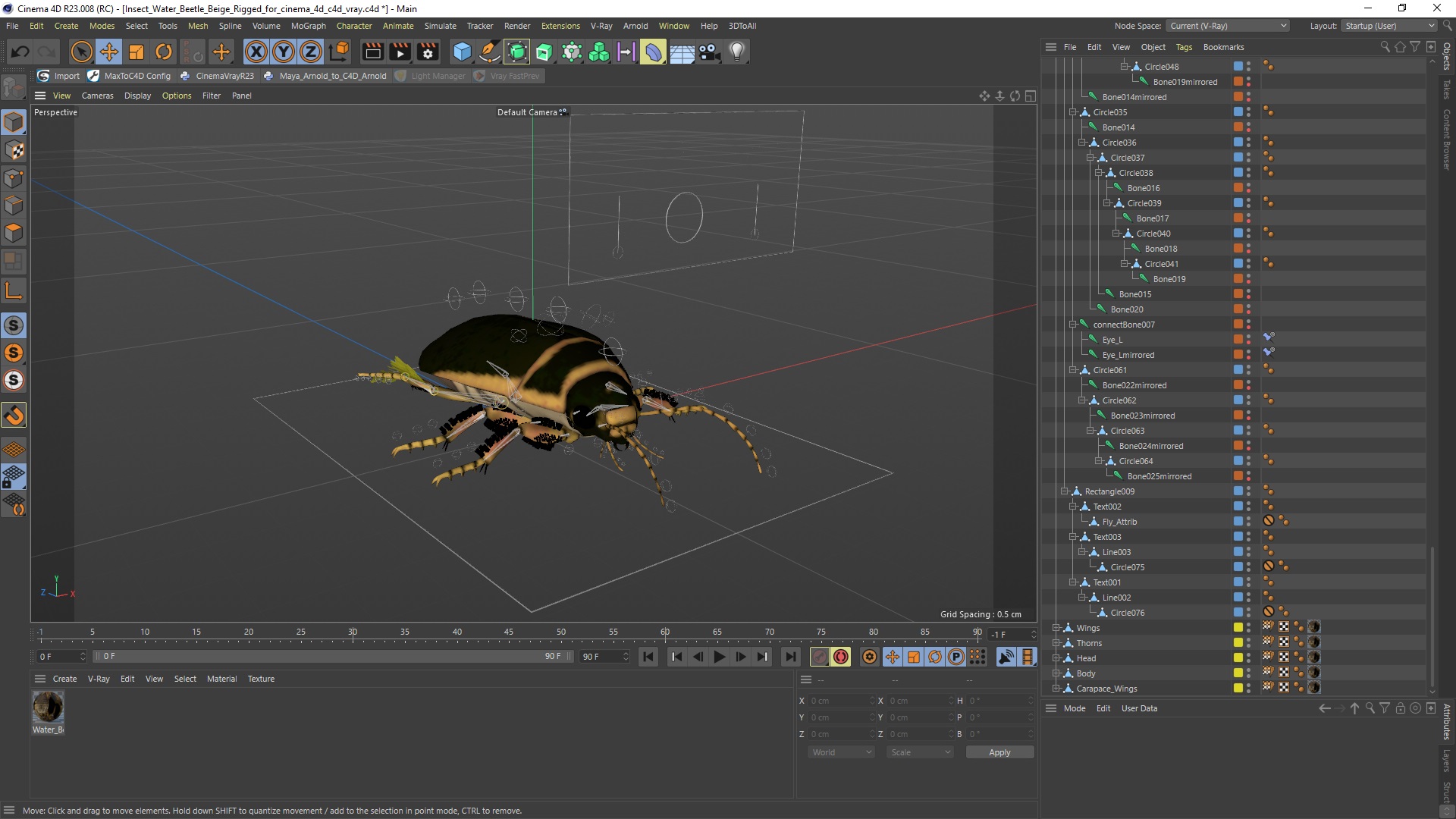 3D Insect Water Beetle Brown Realistic Rigged for Cinema 4D