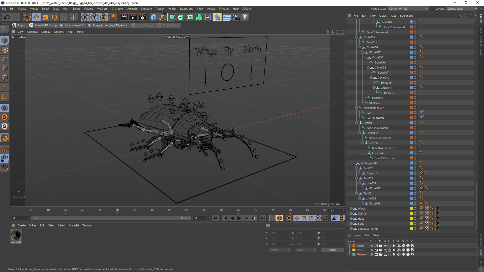 3D Insect Water Beetle Brown Realistic Rigged for Cinema 4D
