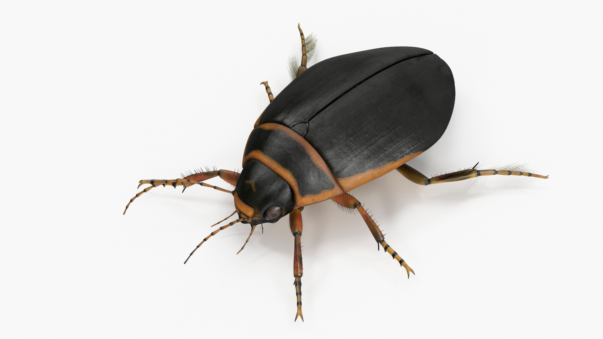 3D Insect Water Beetle Brown Realistic Rigged for Cinema 4D