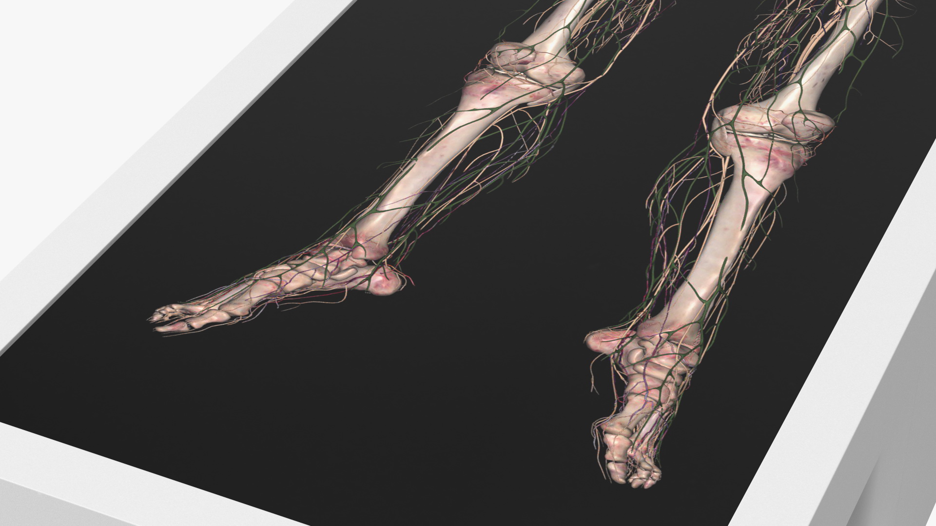 3D Horizontal Anatomical Training Table