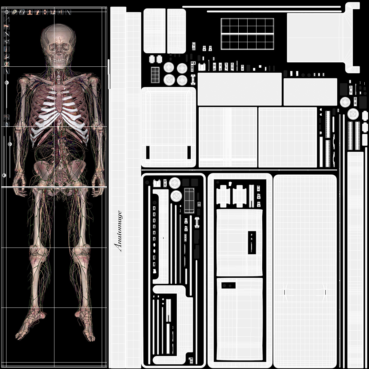 3D Horizontal Anatomical Training Table