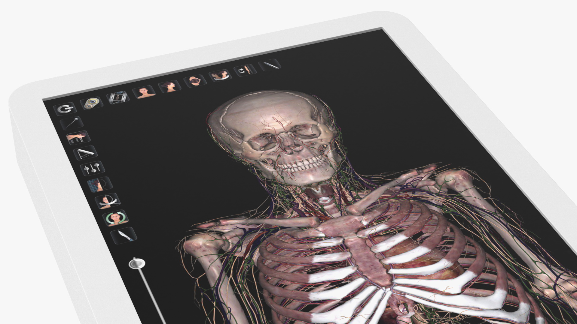 3D Horizontal Anatomical Training Table