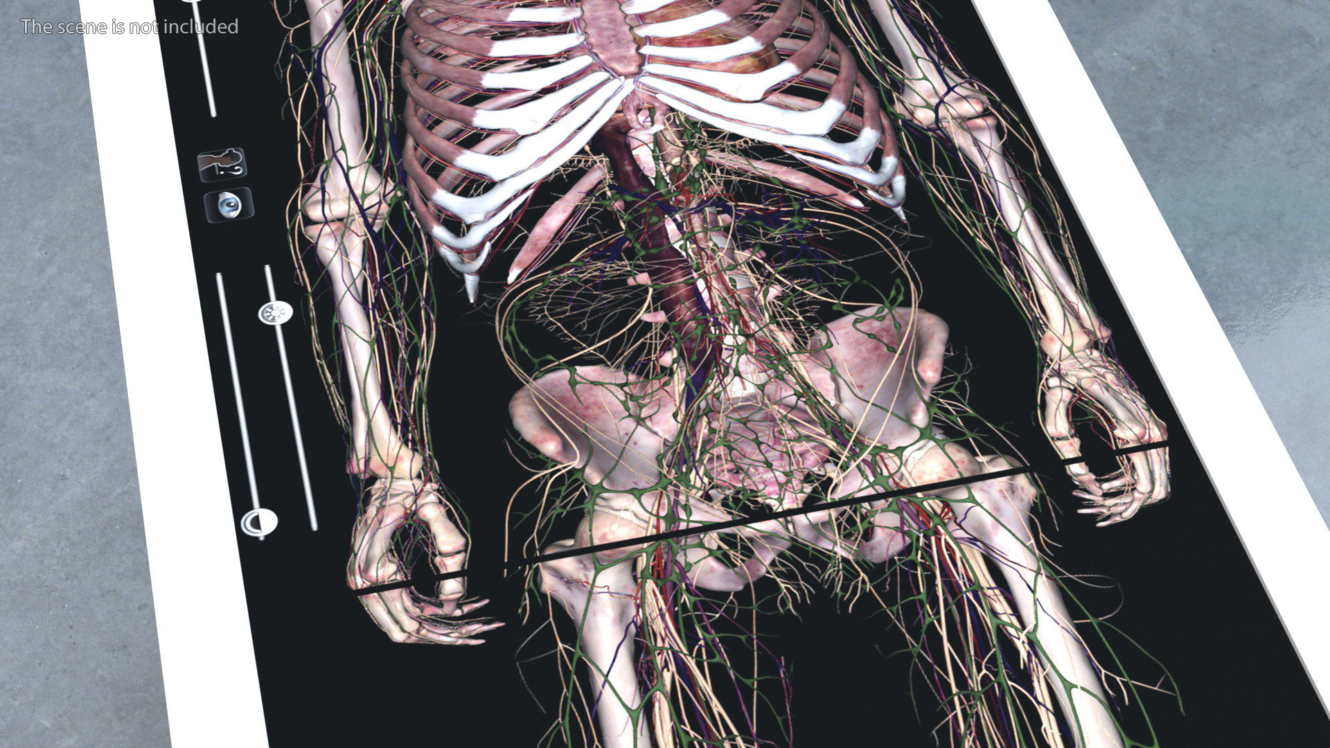 3D Horizontal Anatomical Training Table
