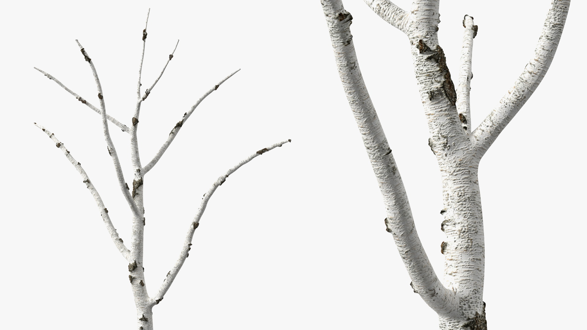 3D Birch Tree Trunk