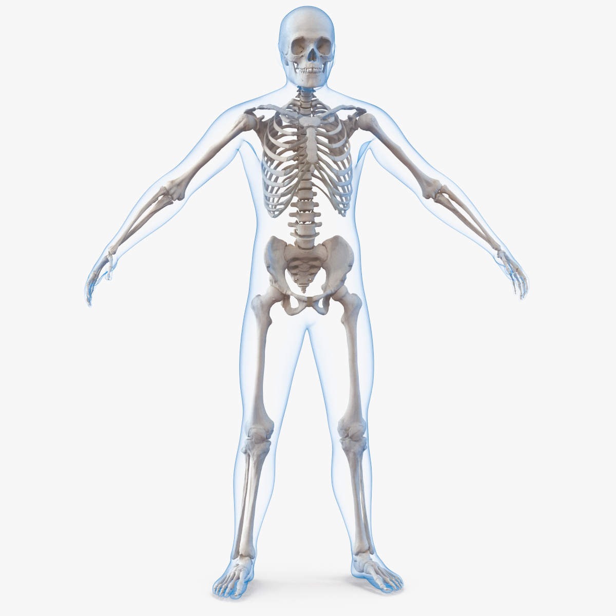Male Body with Skeleton, view 5