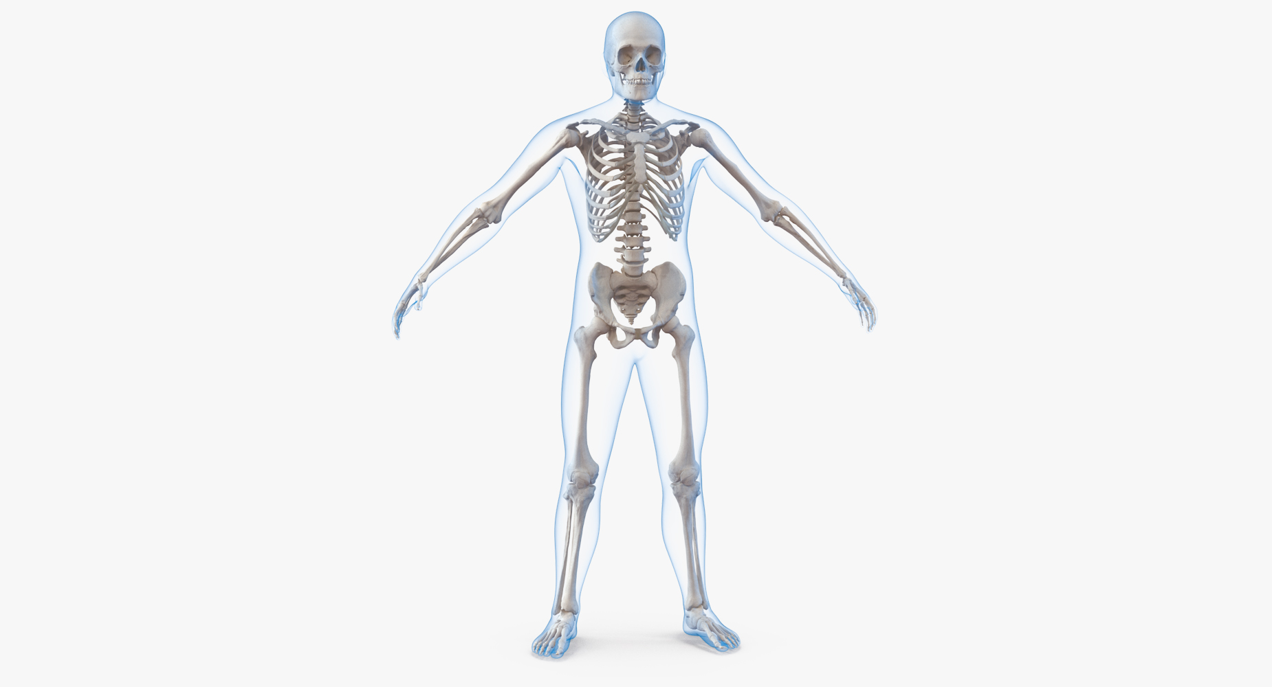 3D Male Body with Skeleton model