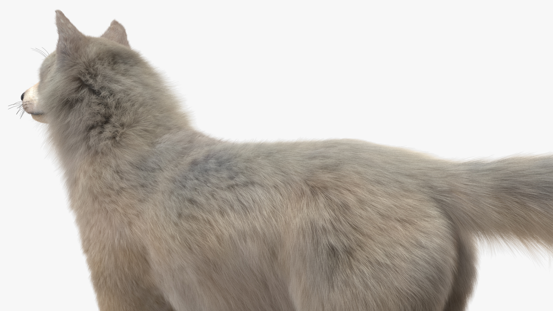 Arctic Wolf Fur Rigged 3D