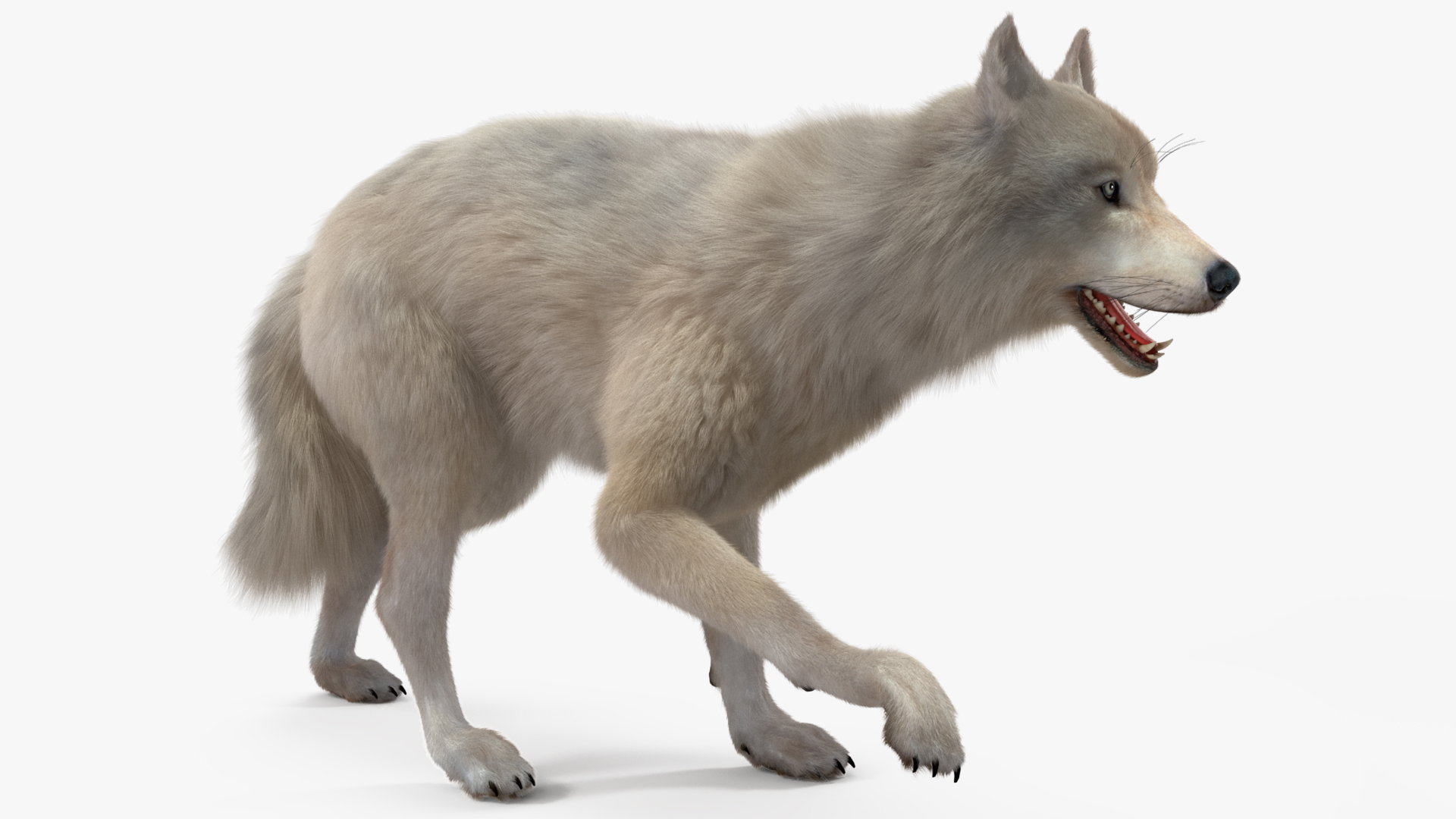 Arctic Wolf Fur Rigged 3D