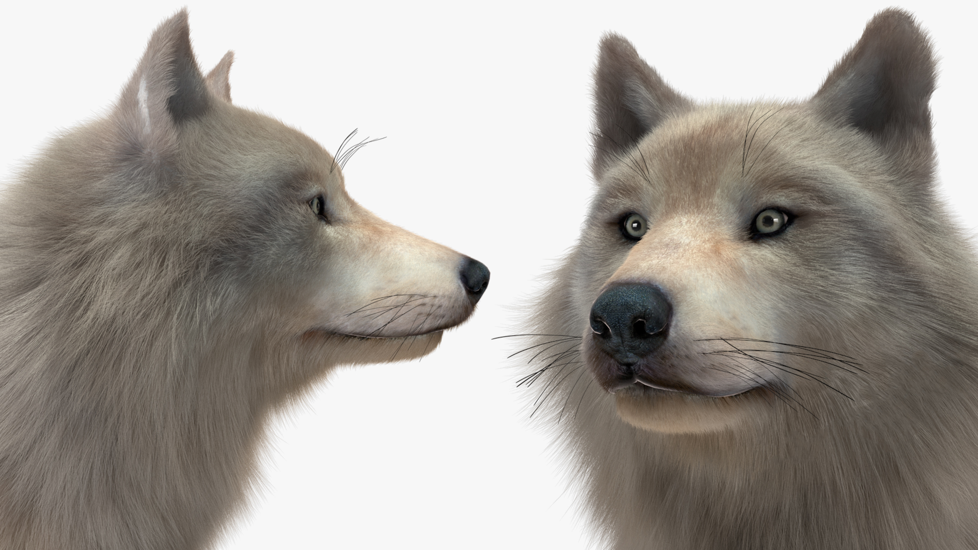 Arctic Wolf Fur Rigged 3D