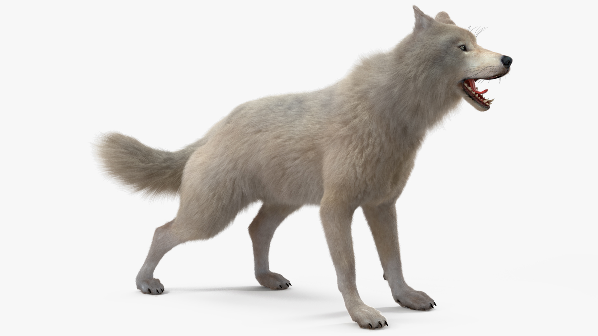 Arctic Wolf Fur Rigged 3D
