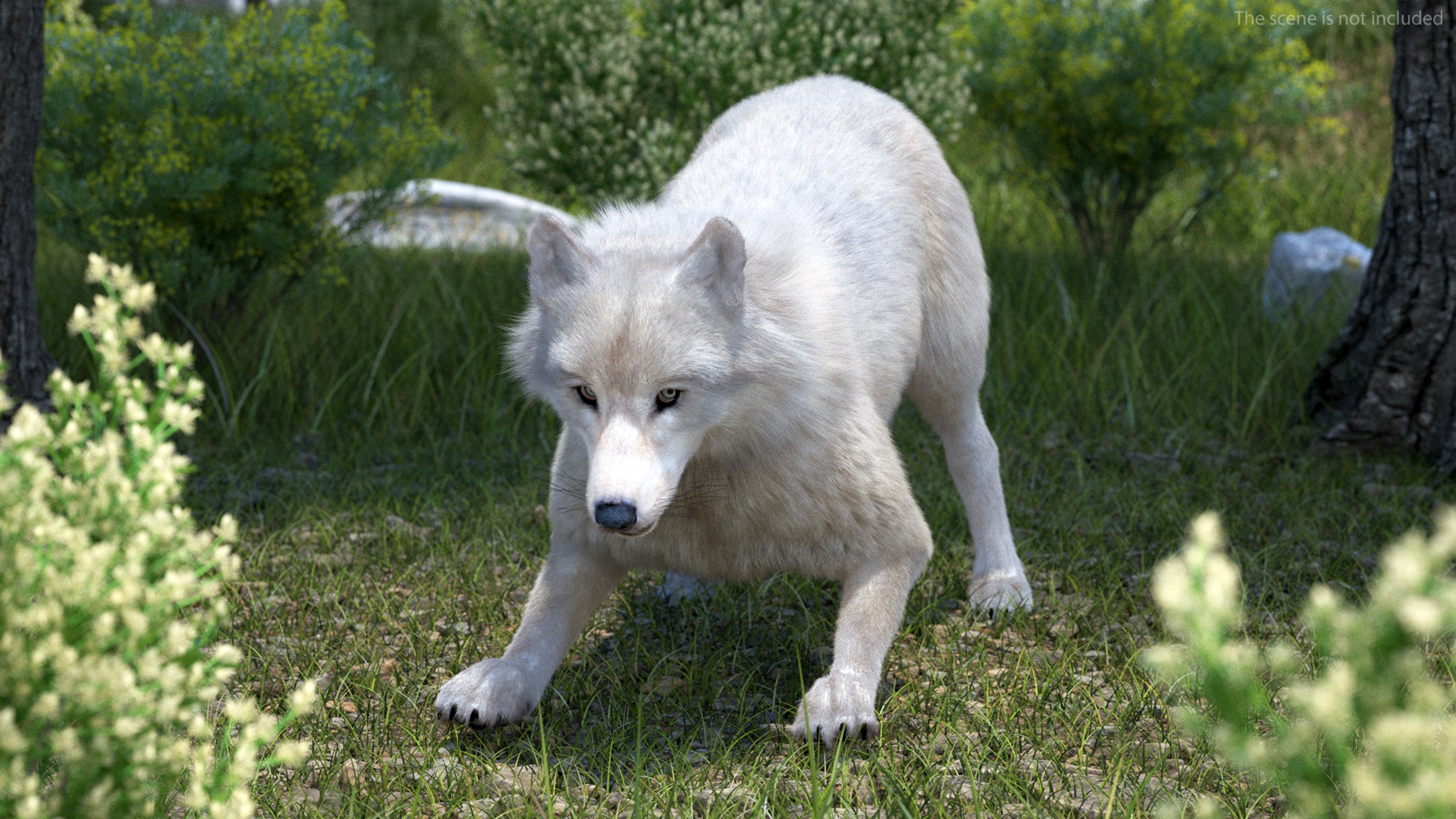Arctic Wolf Fur Rigged 3D