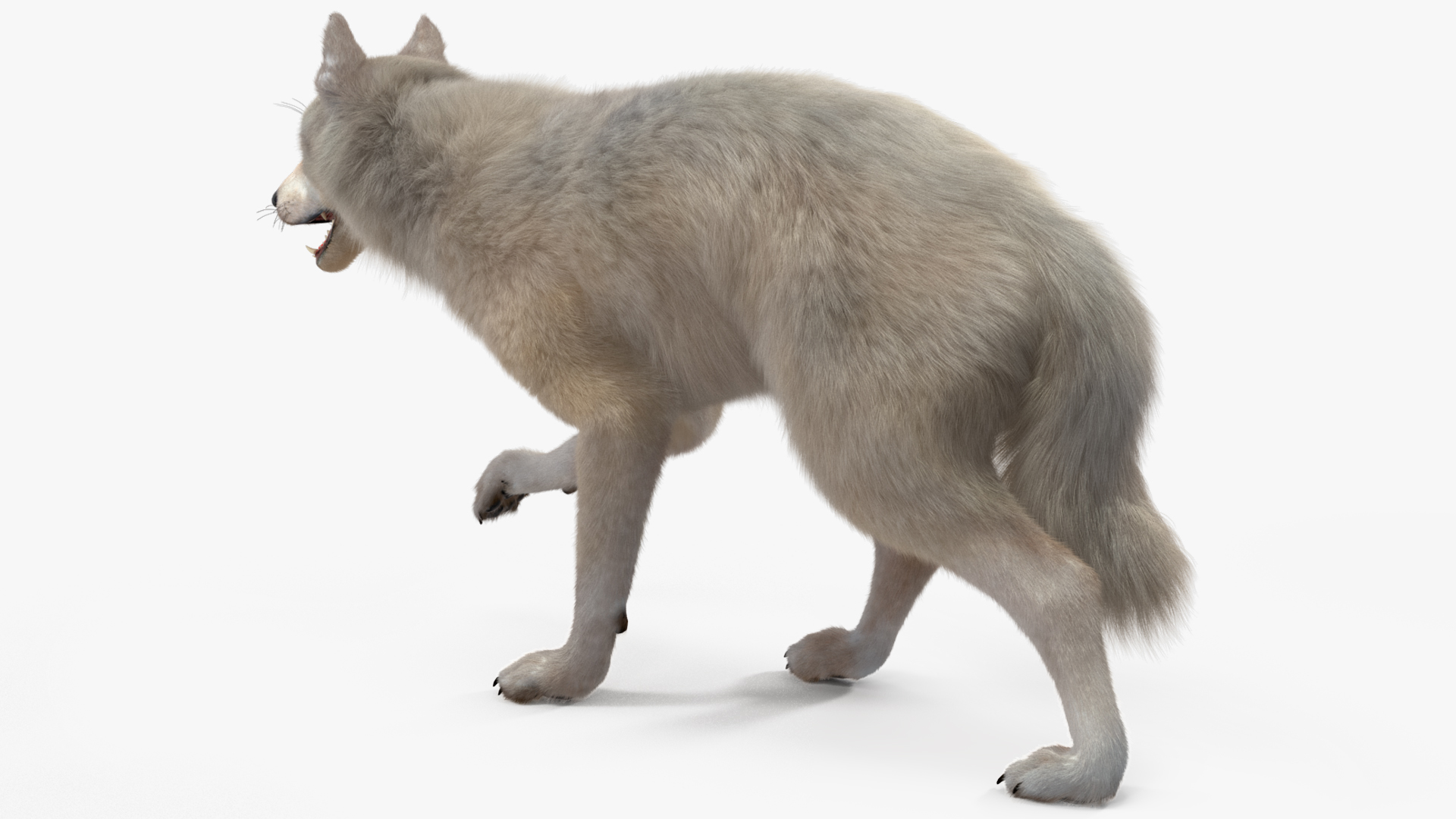 Arctic Wolf Fur Rigged 3D