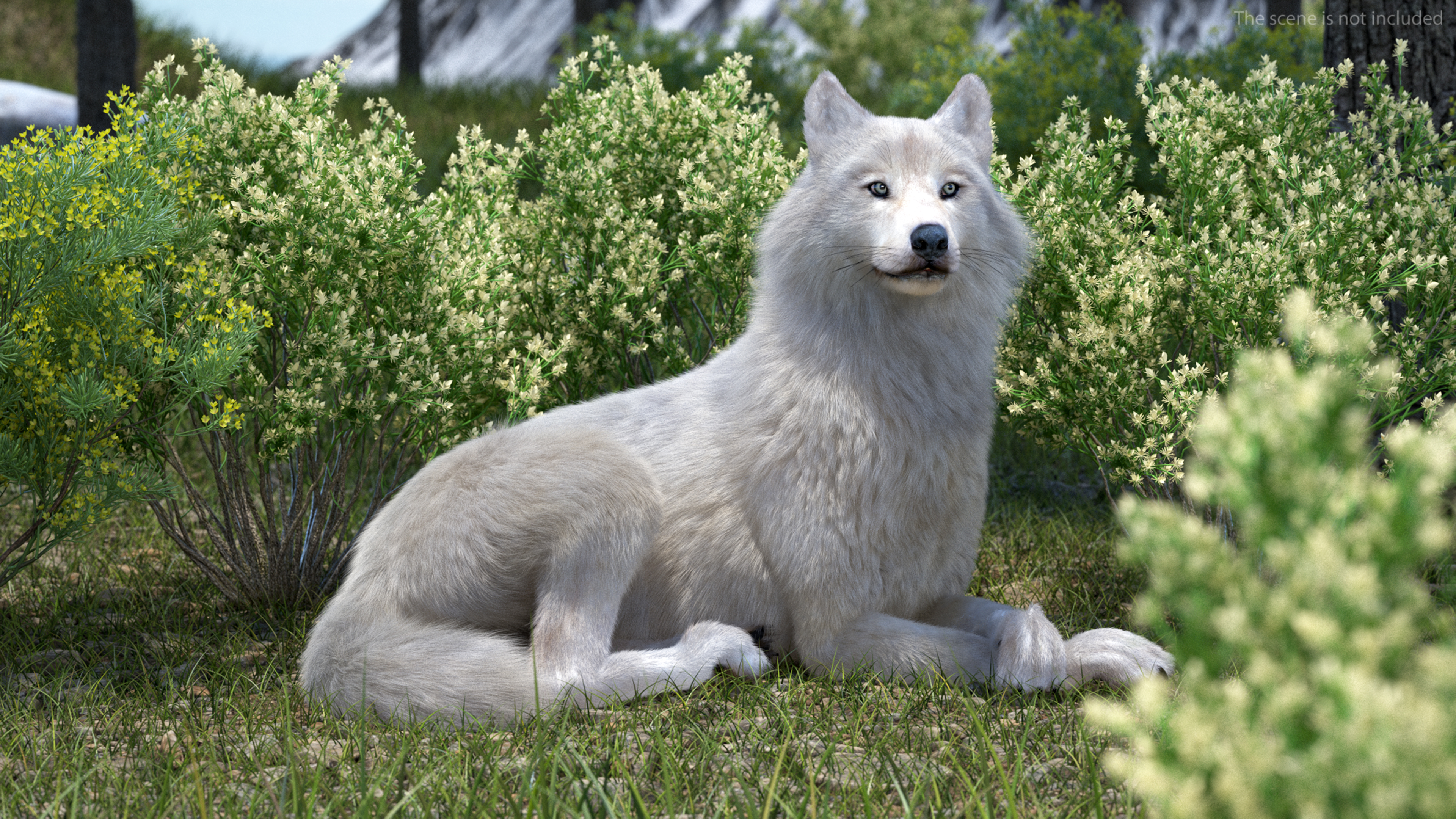 Arctic Wolf Fur Rigged 3D