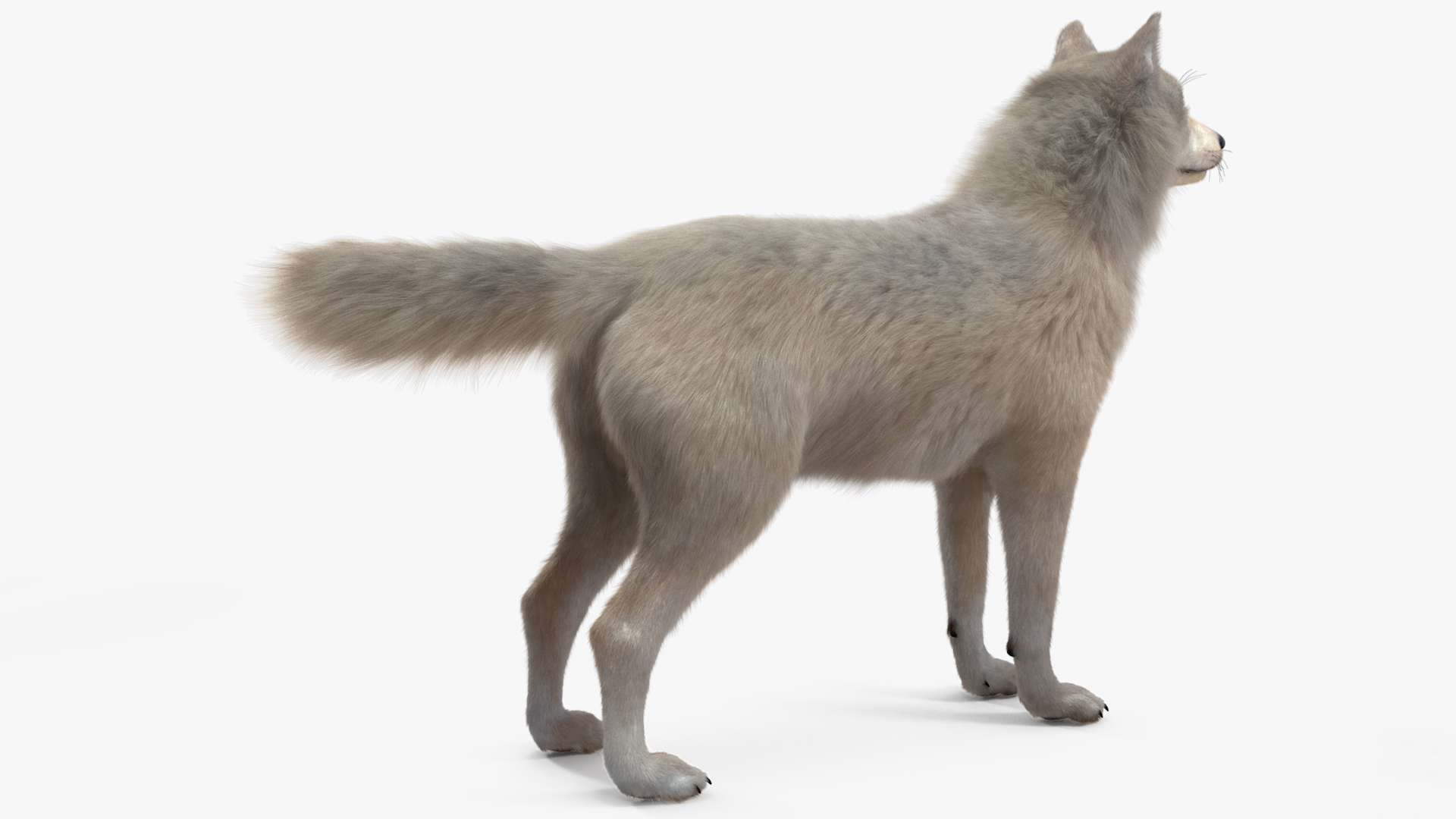Arctic Wolf Fur Rigged 3D