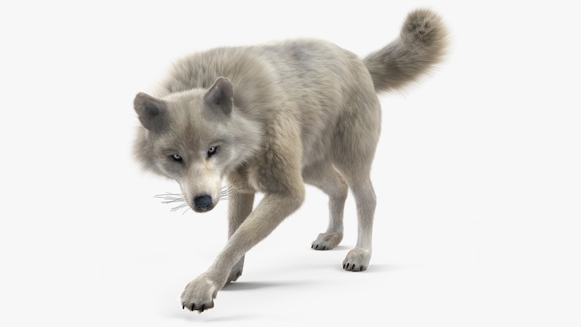 Arctic Wolf Fur Rigged 3D