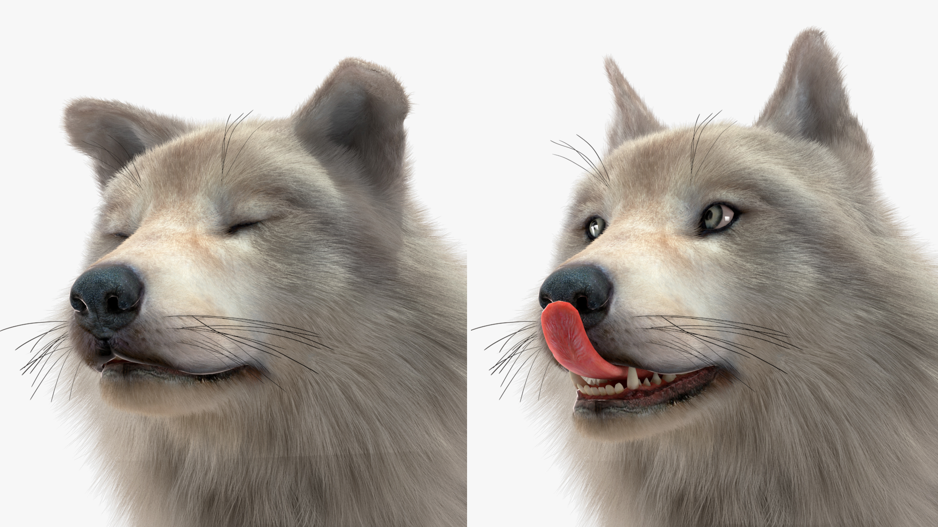 Arctic Wolf Fur Rigged 3D