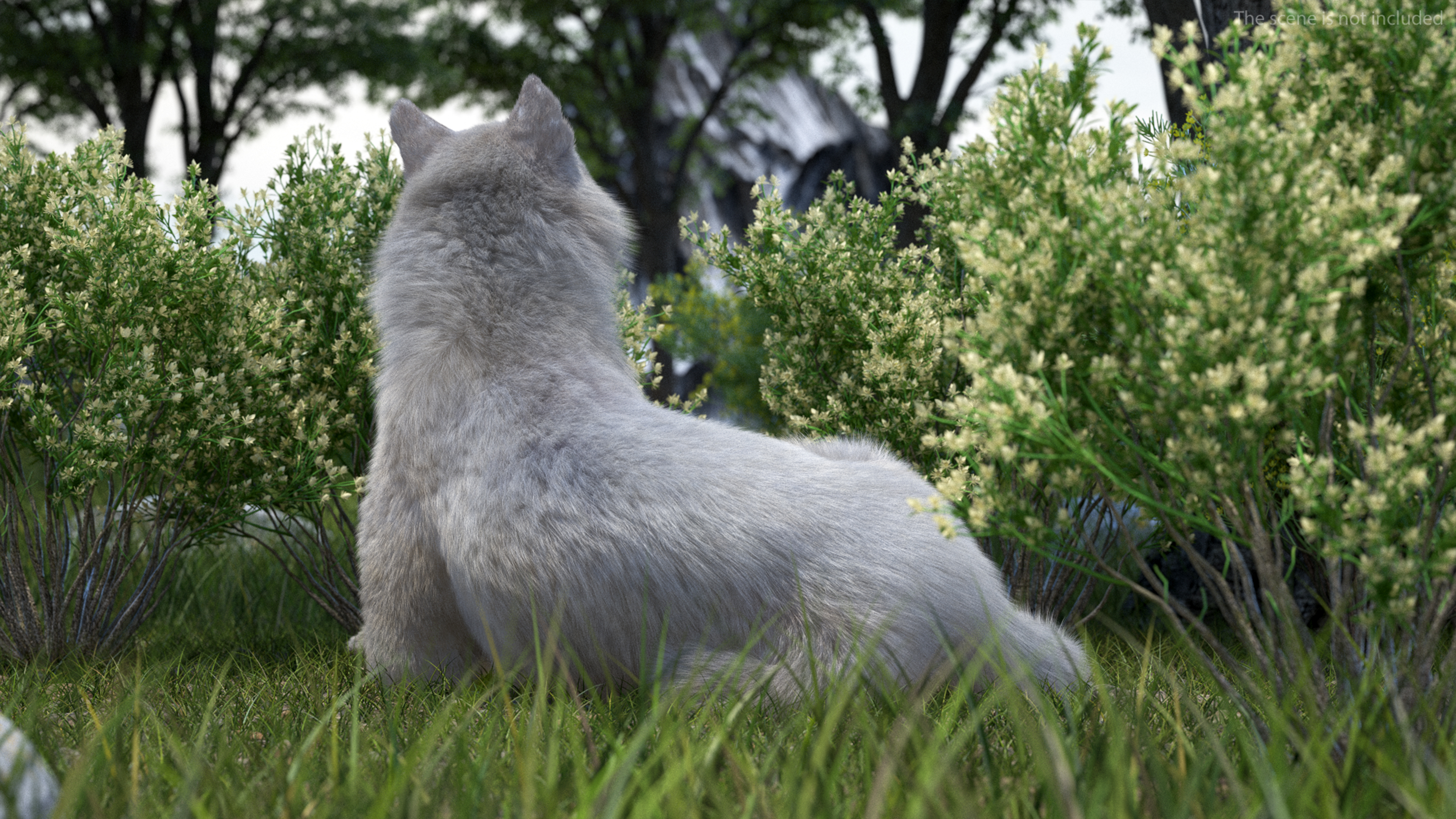 Arctic Wolf Fur Rigged 3D