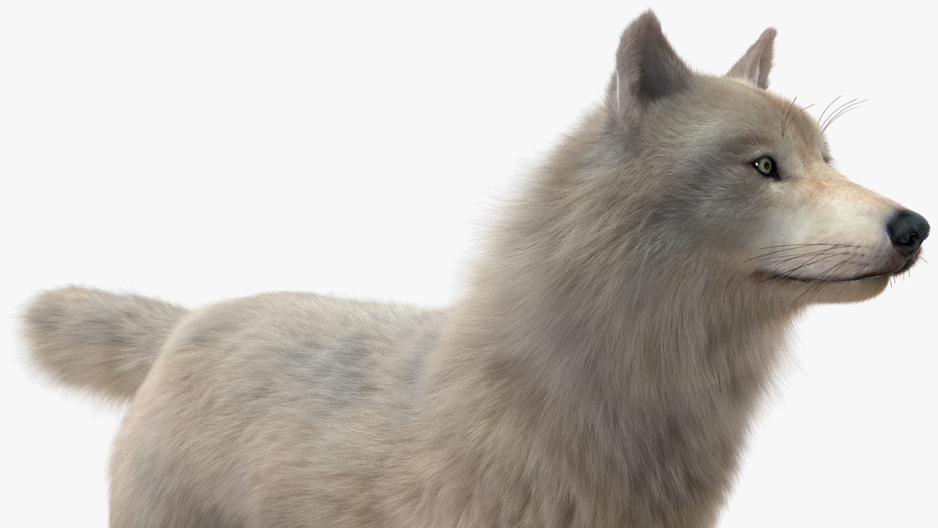 Arctic Wolf Fur Rigged 3D
