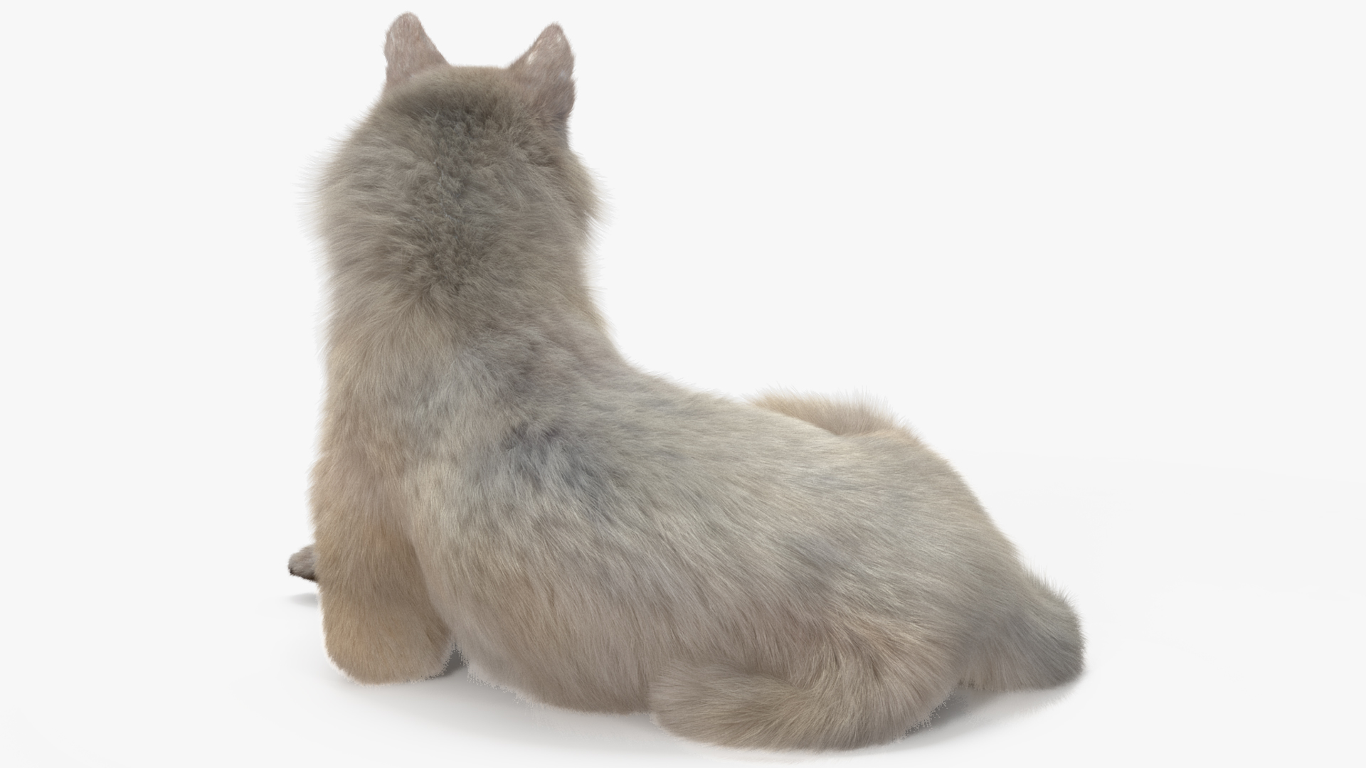 Arctic Wolf Fur Rigged 3D