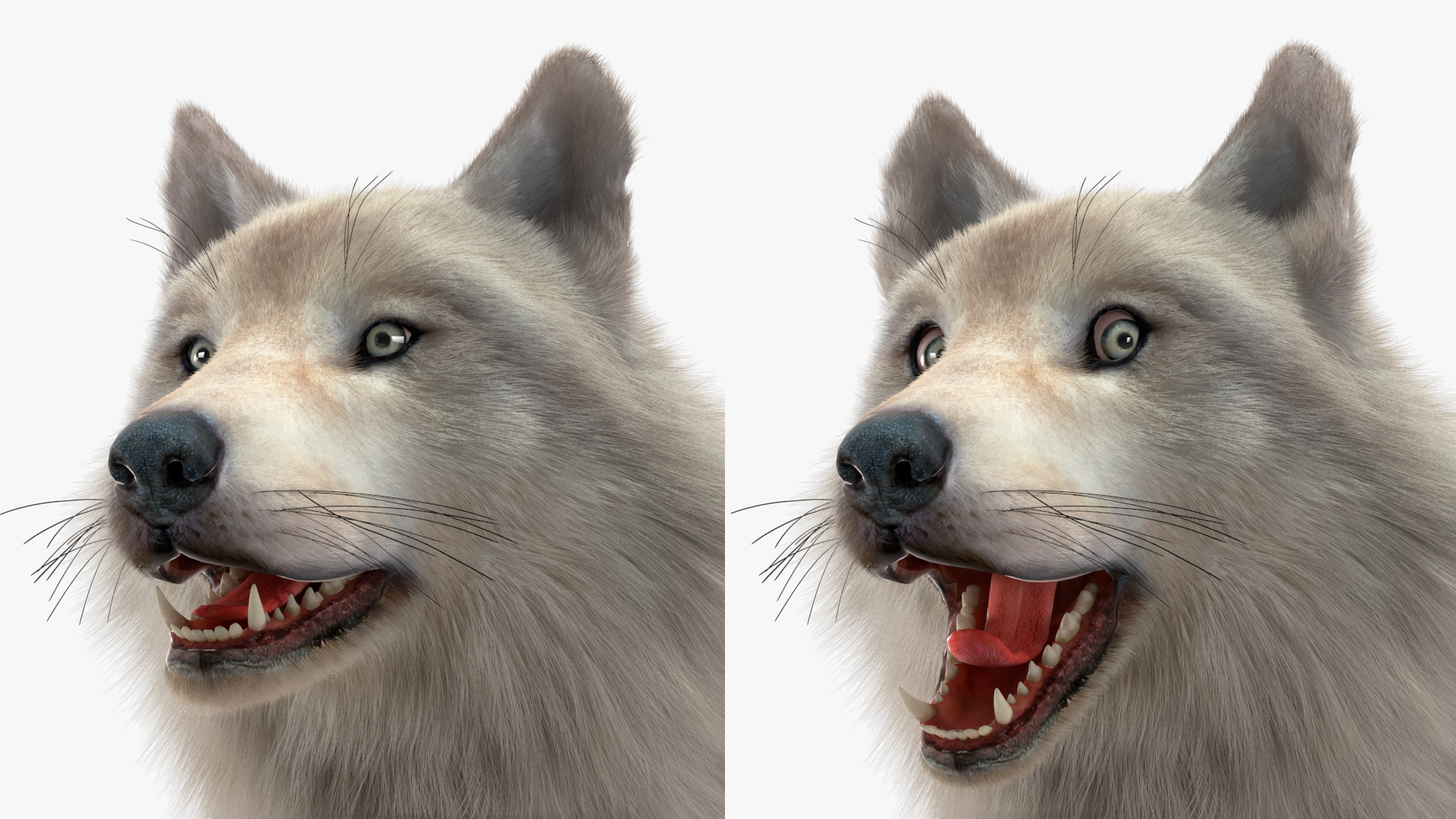 Arctic Wolf Fur Rigged 3D