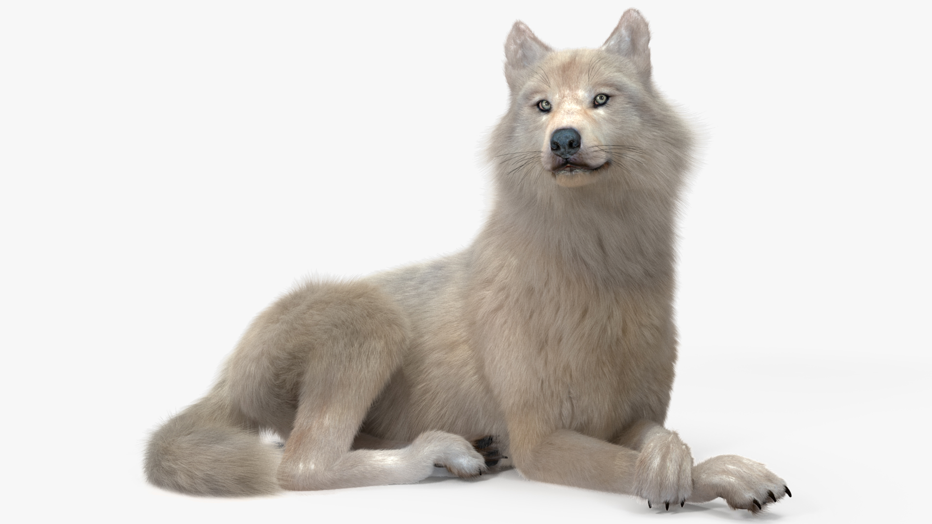 Arctic Wolf Fur Rigged 3D