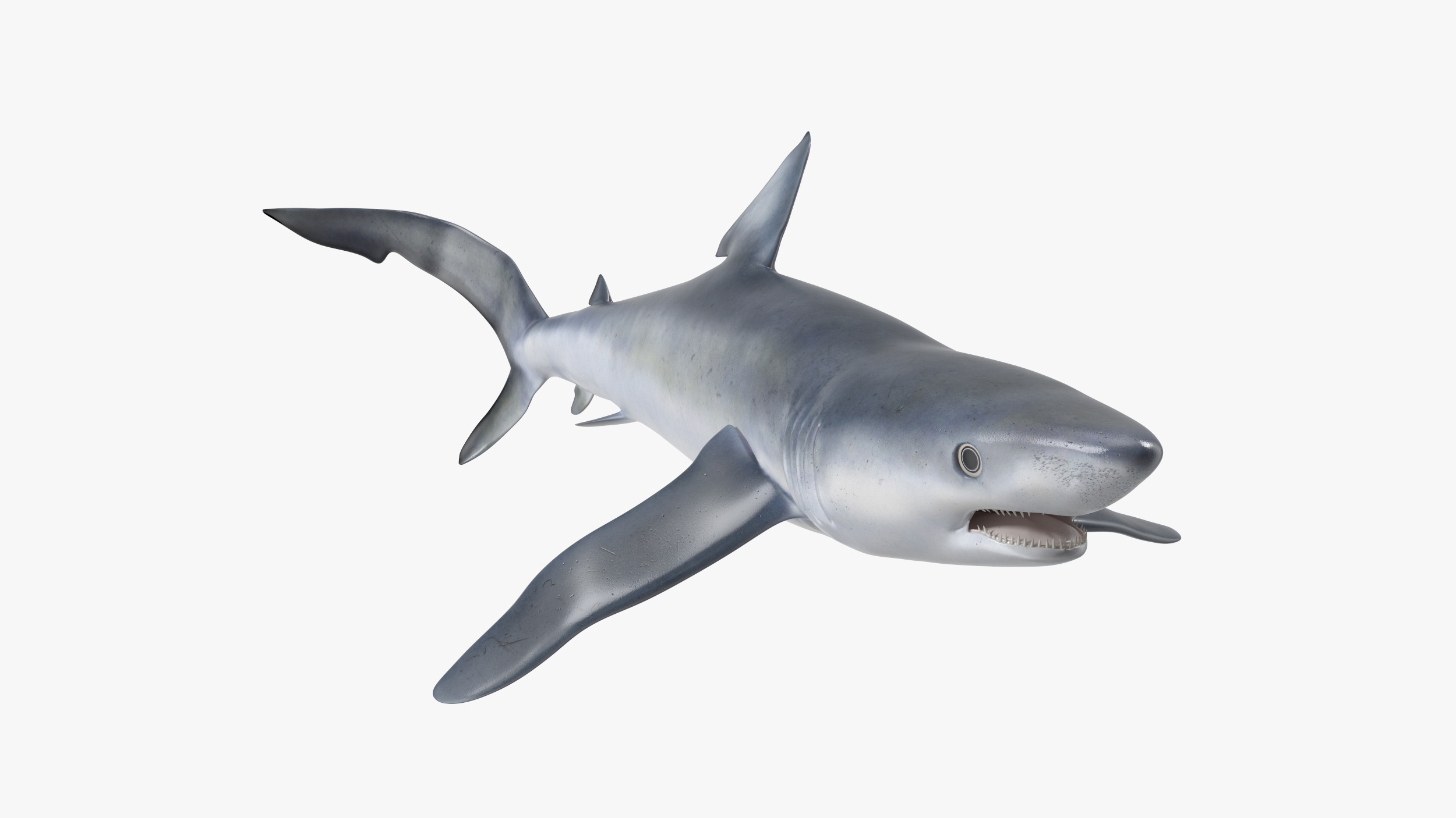Prionace Glauca Shark Rigged for Cinema 4D 3D