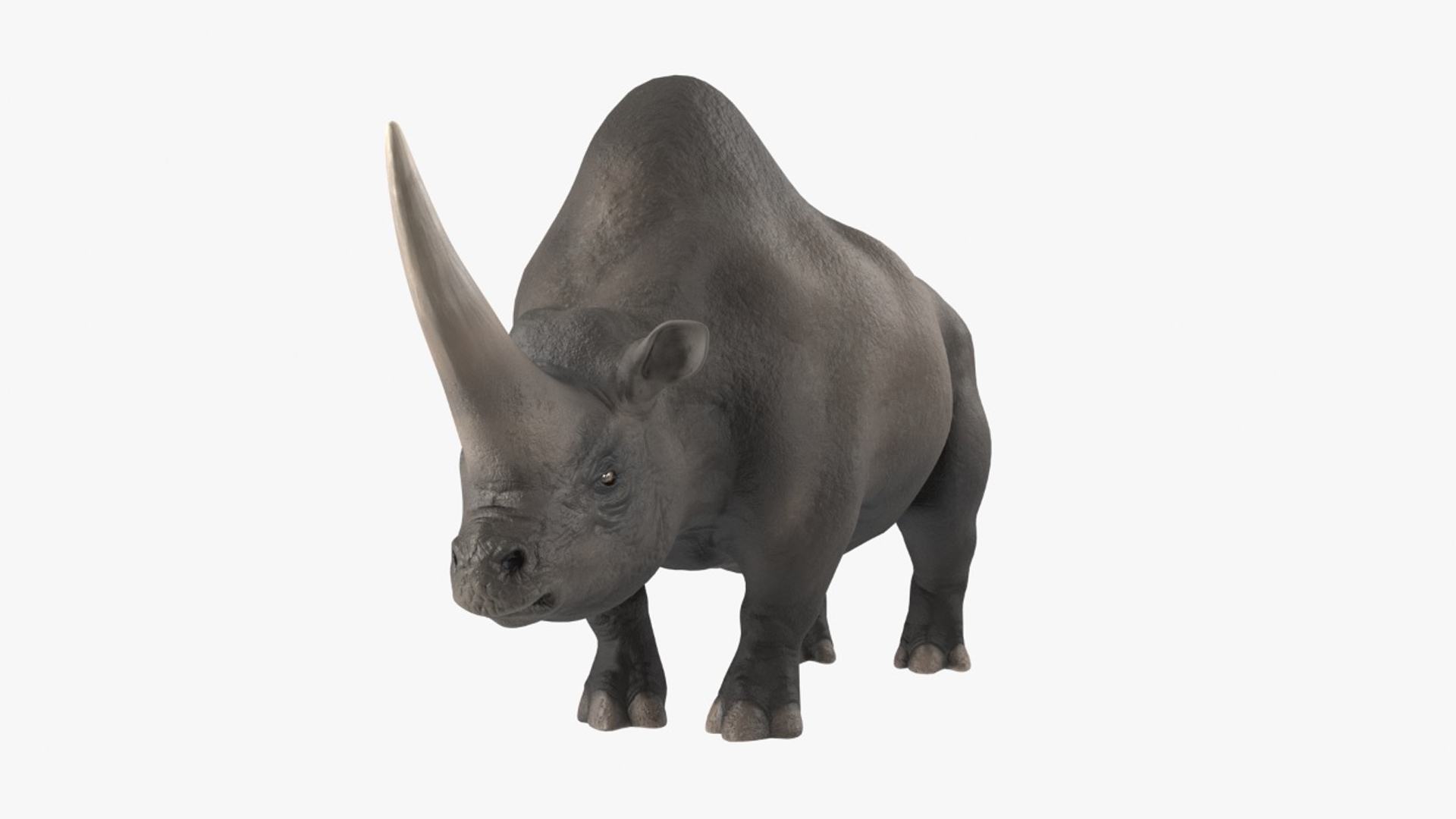 Elasmotherium Rigged for Maya 3D model