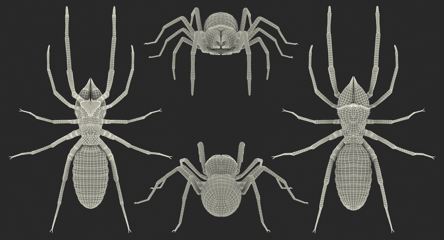 Solifugae or Camel Spider with Fur 3D model