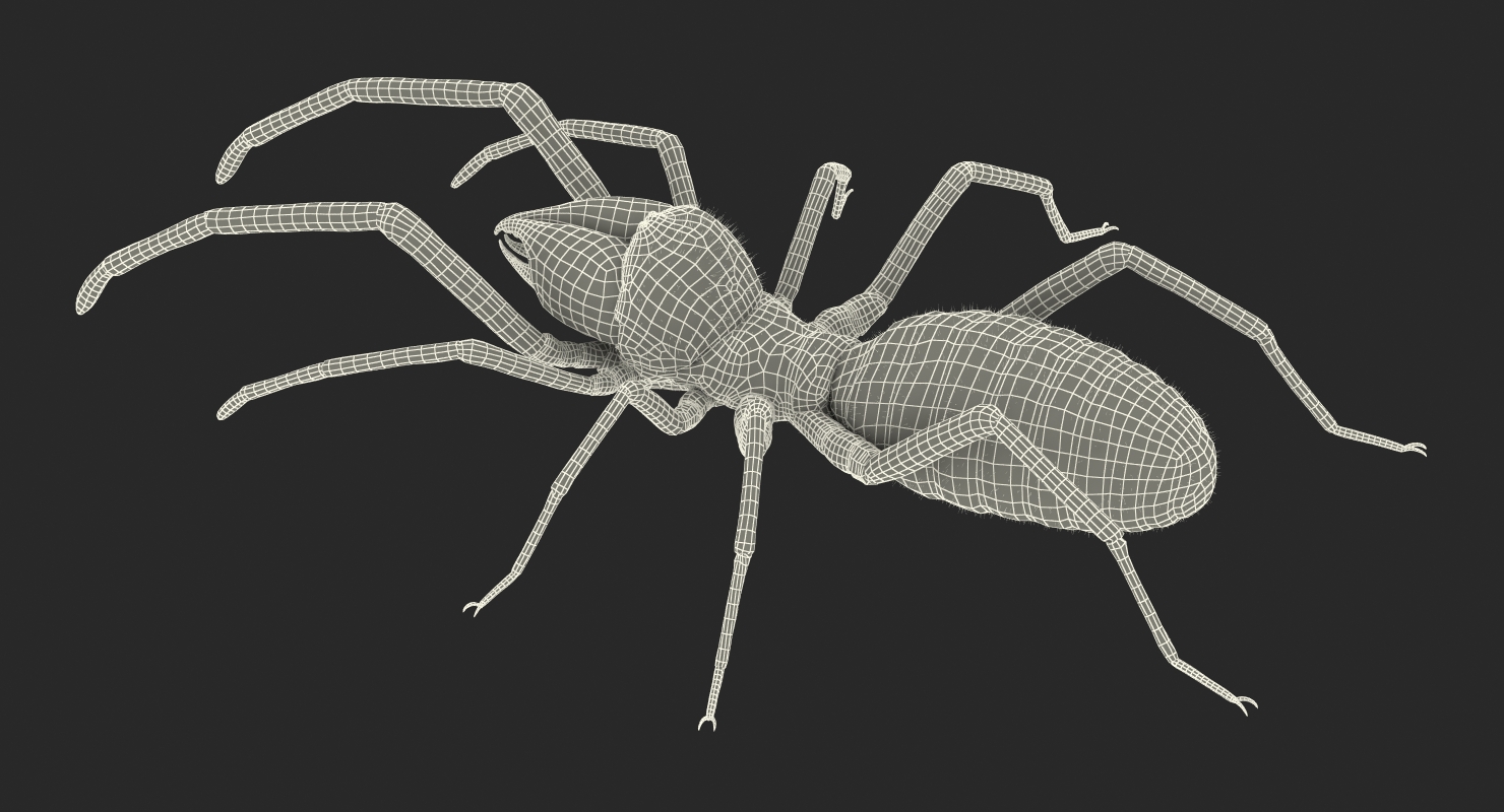 Solifugae or Camel Spider with Fur 3D model