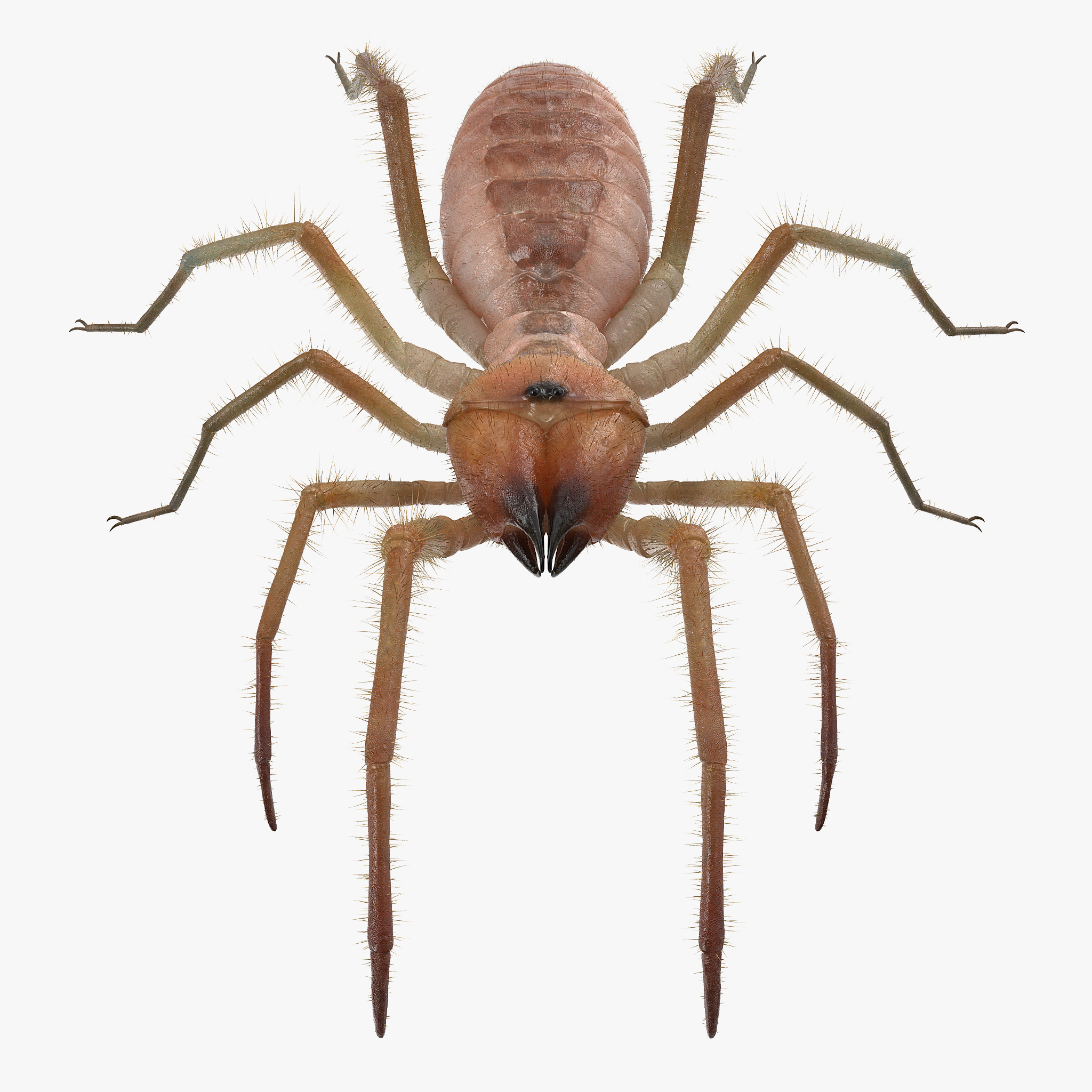 Solifugae or Camel Spider with Fur, view 5