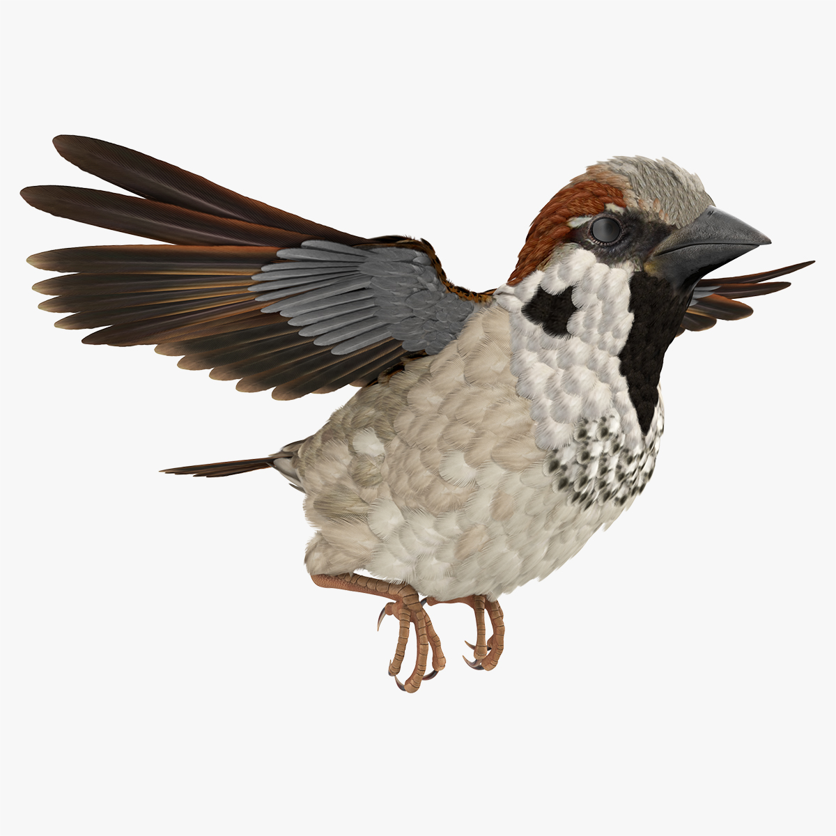 House Sparrow Rigged(1)
