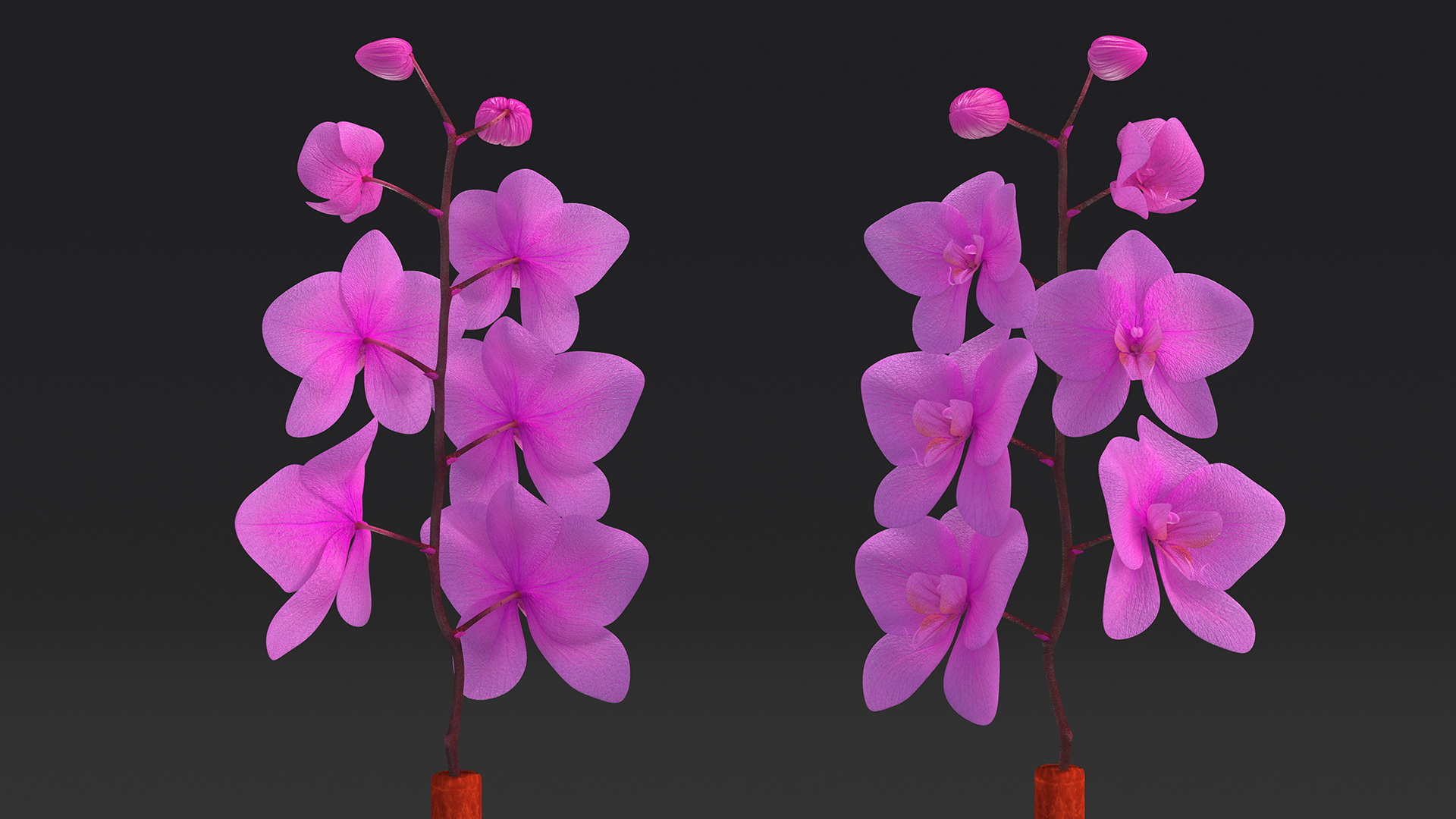 3D Small Pink Orchid in Glass Vase