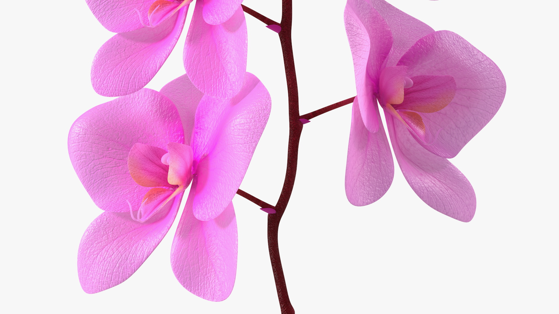 3D Small Pink Orchid in Glass Vase