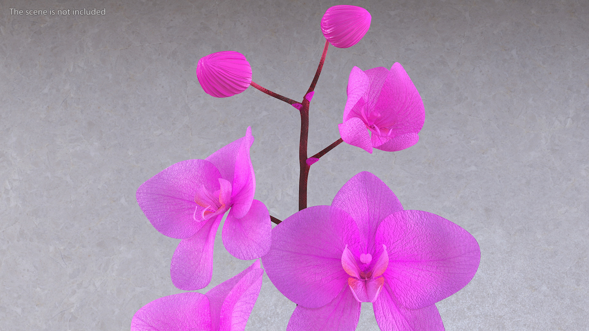 3D Small Pink Orchid in Glass Vase
