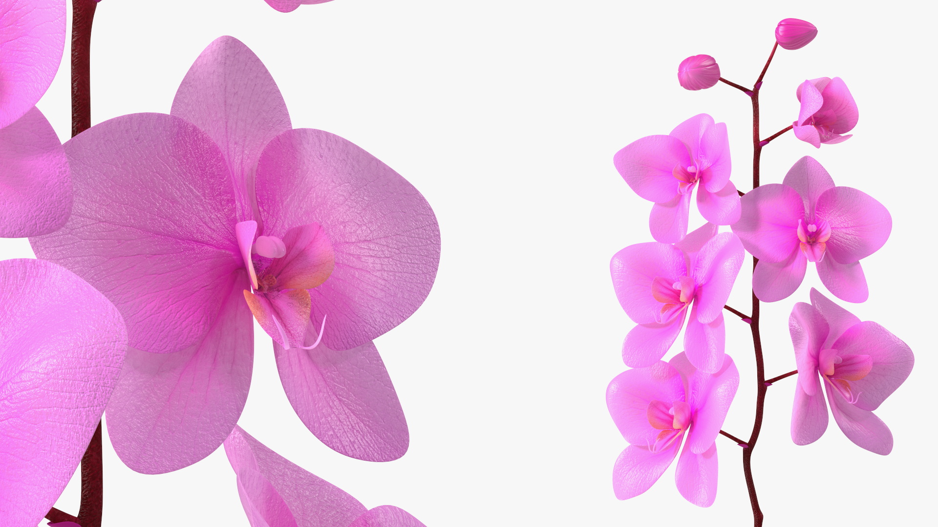 3D Small Pink Orchid in Glass Vase