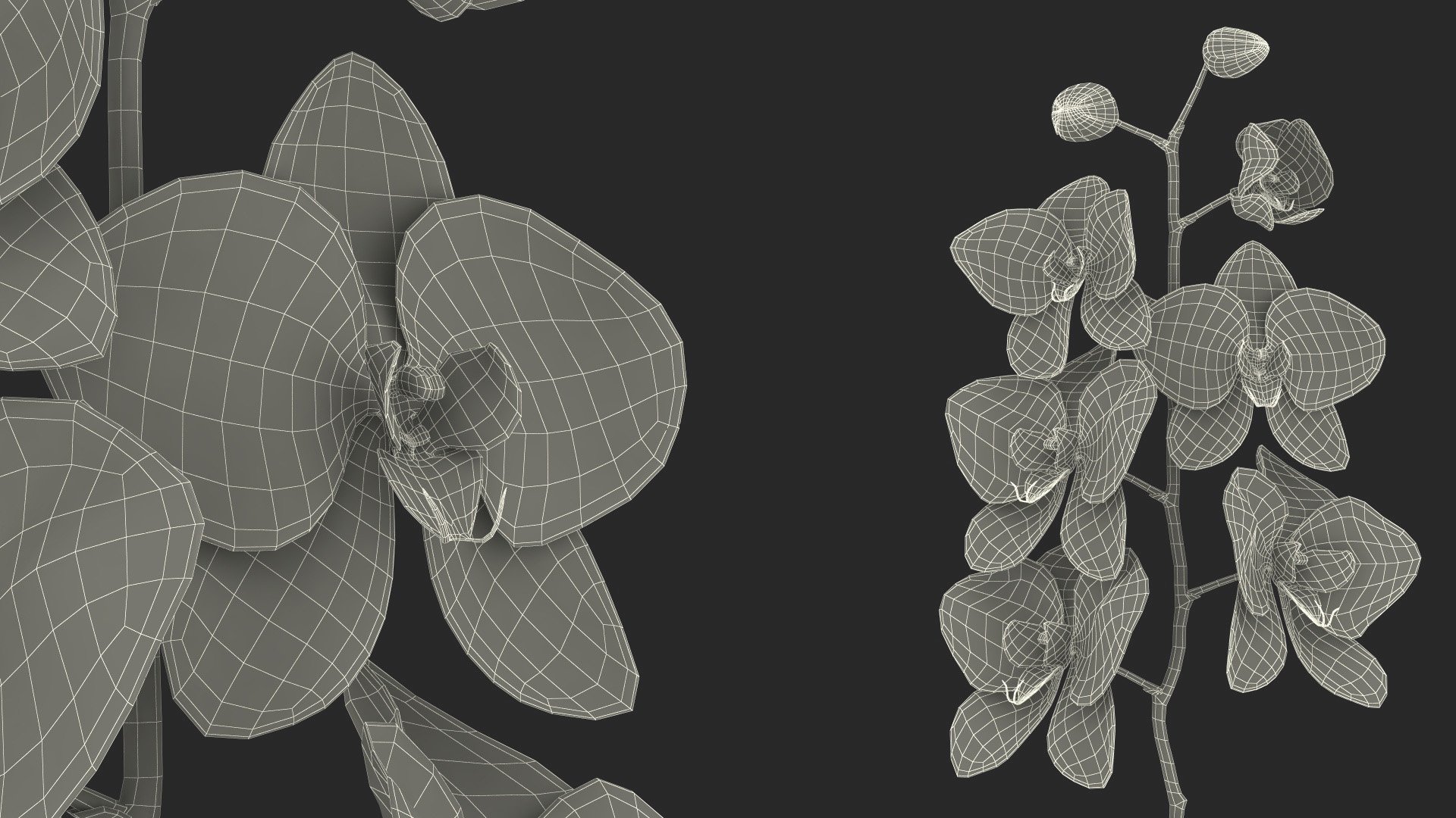 3D Small Pink Orchid in Glass Vase