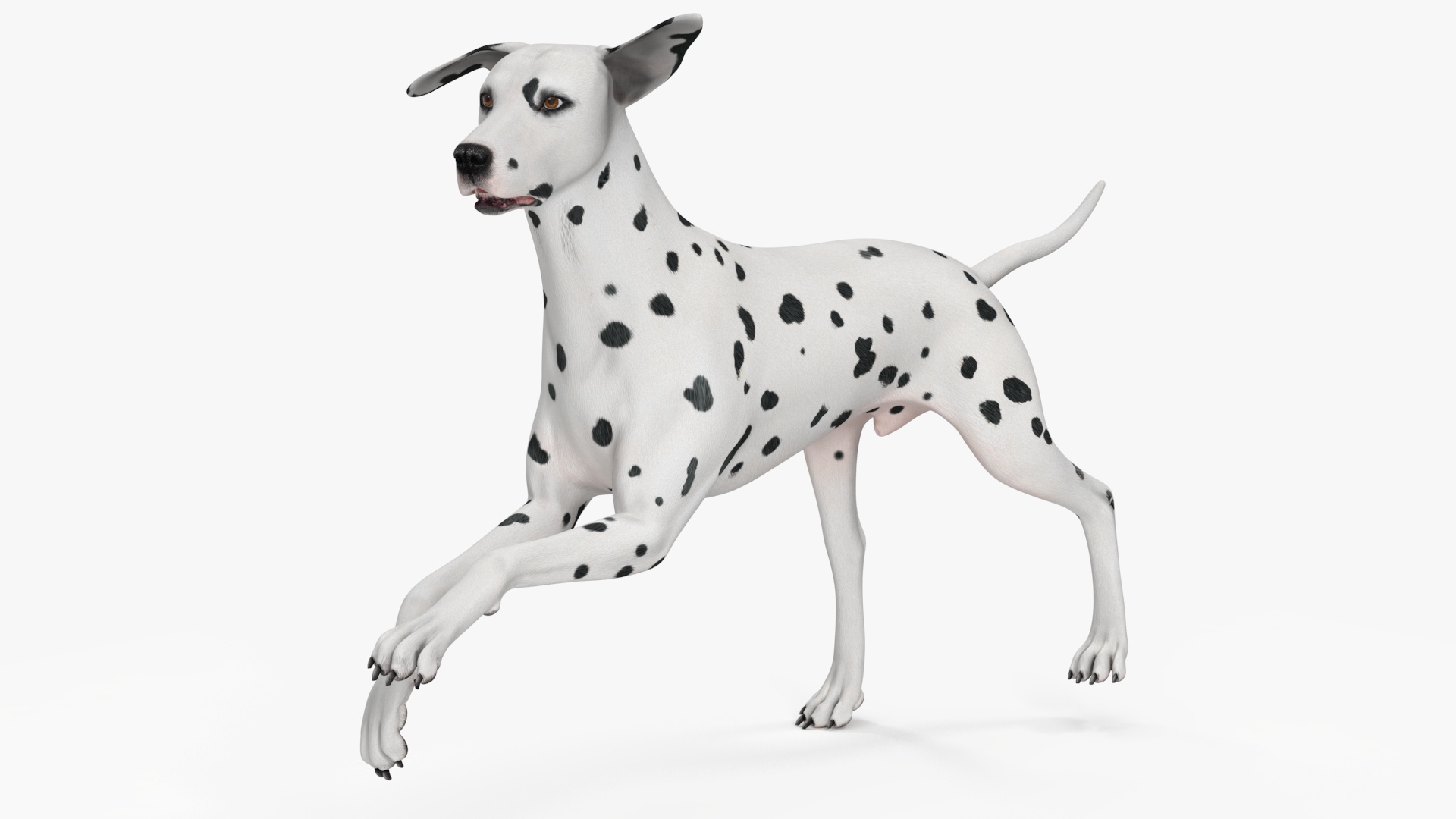 Dalmatian Dog Rigged for Cinema 4D 3D model