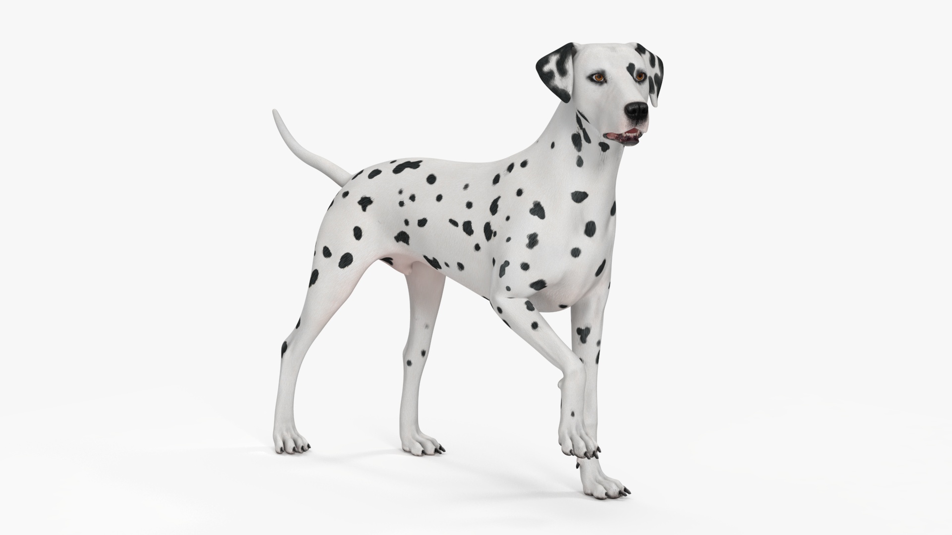 Dalmatian Dog Rigged for Cinema 4D 3D model