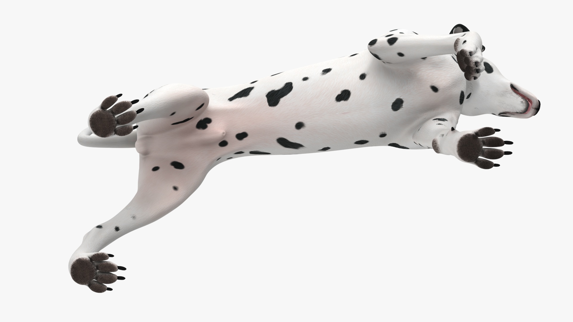 Dalmatian Dog Rigged for Cinema 4D 3D model