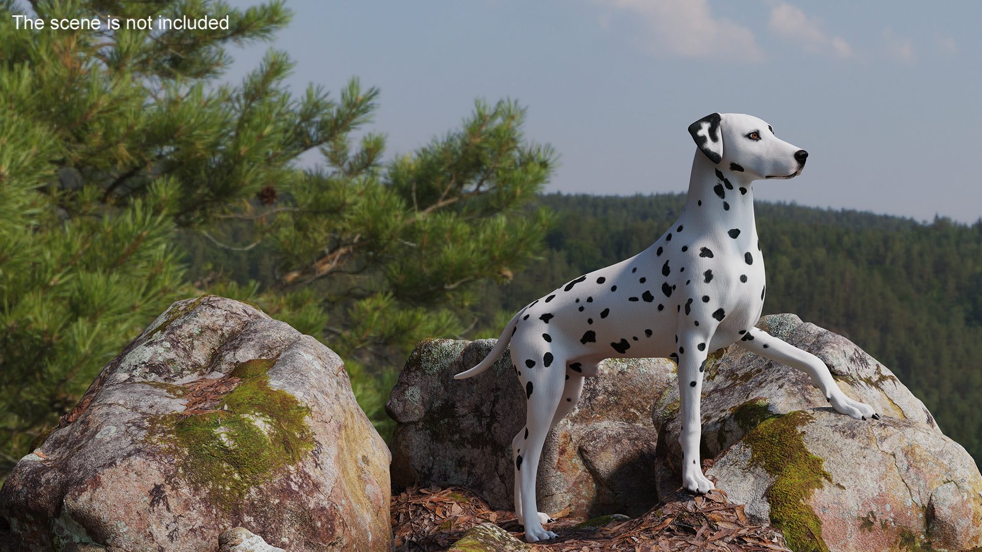 Dalmatian Dog Rigged for Cinema 4D 3D model