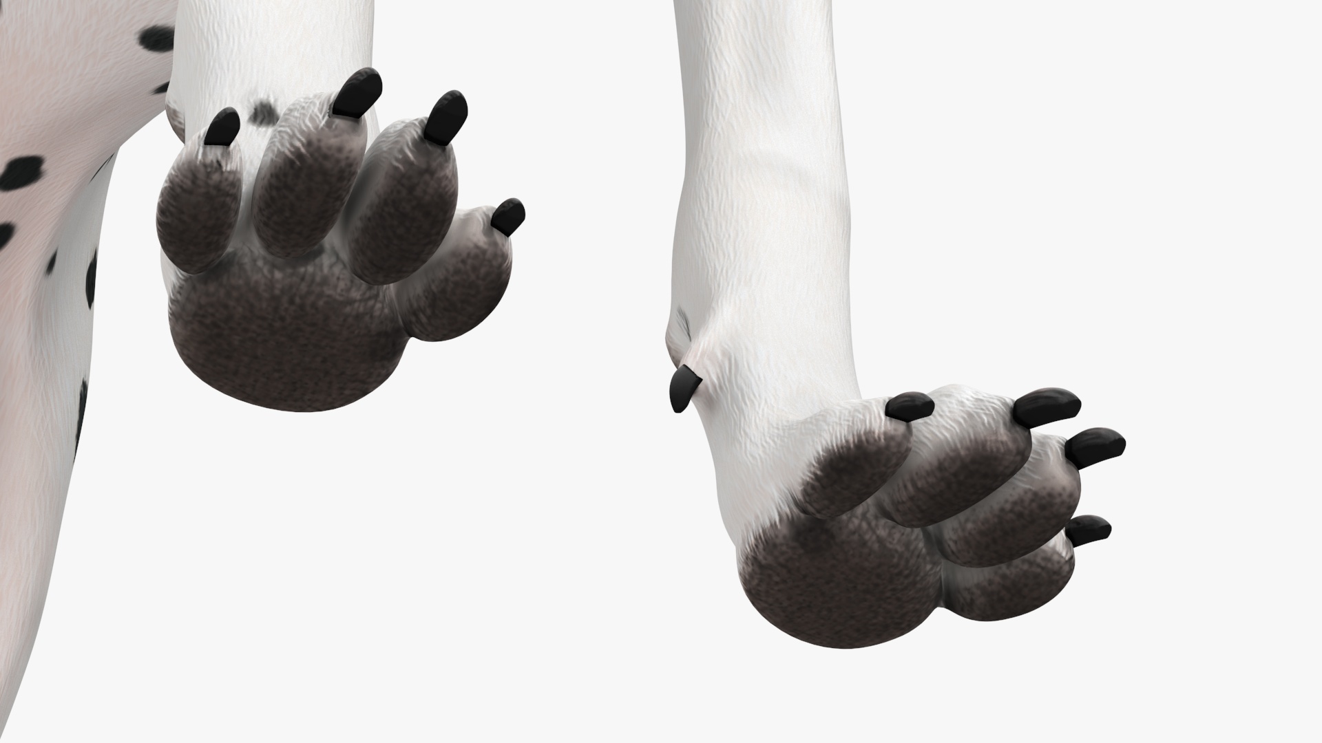 Dalmatian Dog Rigged for Cinema 4D 3D model
